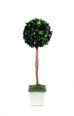 Hedera II